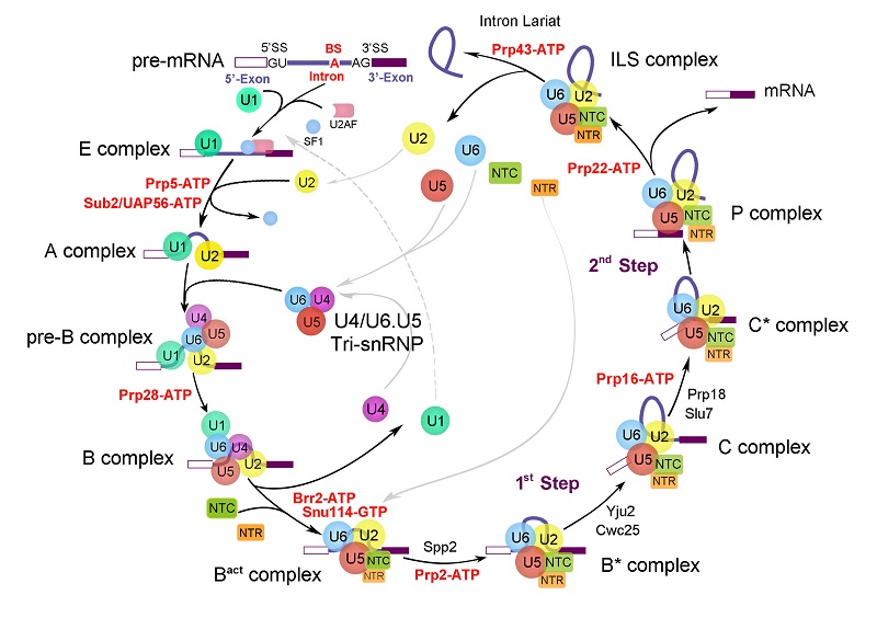 Splicing cycle 10.jpg